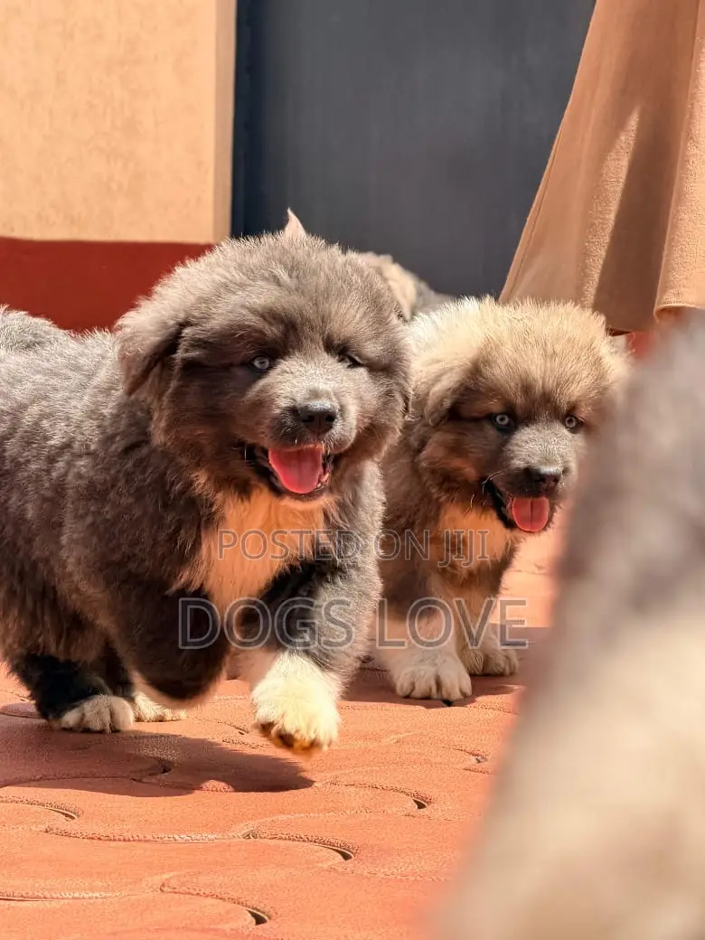 1-3 months Female Purebred Caucasian Shepherd