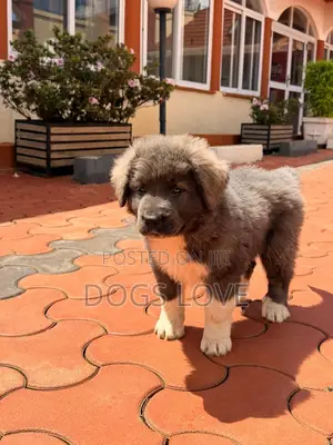 1-3 months Male Purebred Caucasian Shepherd