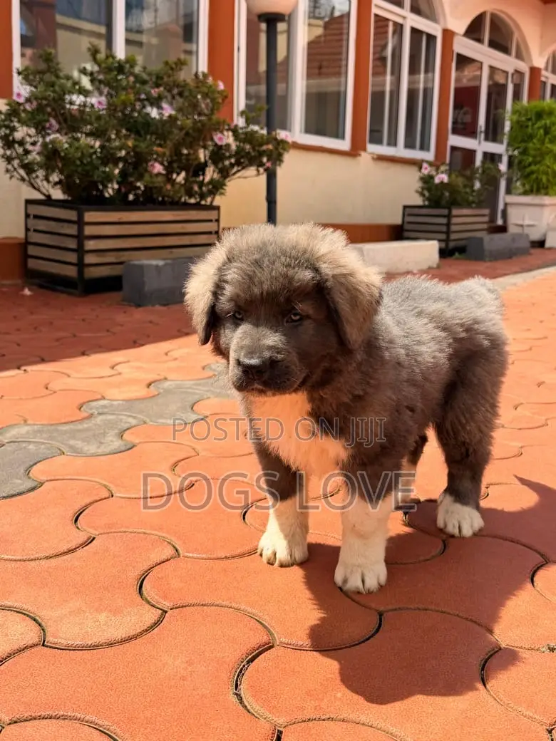 1-3 months Male Purebred Caucasian Shepherd