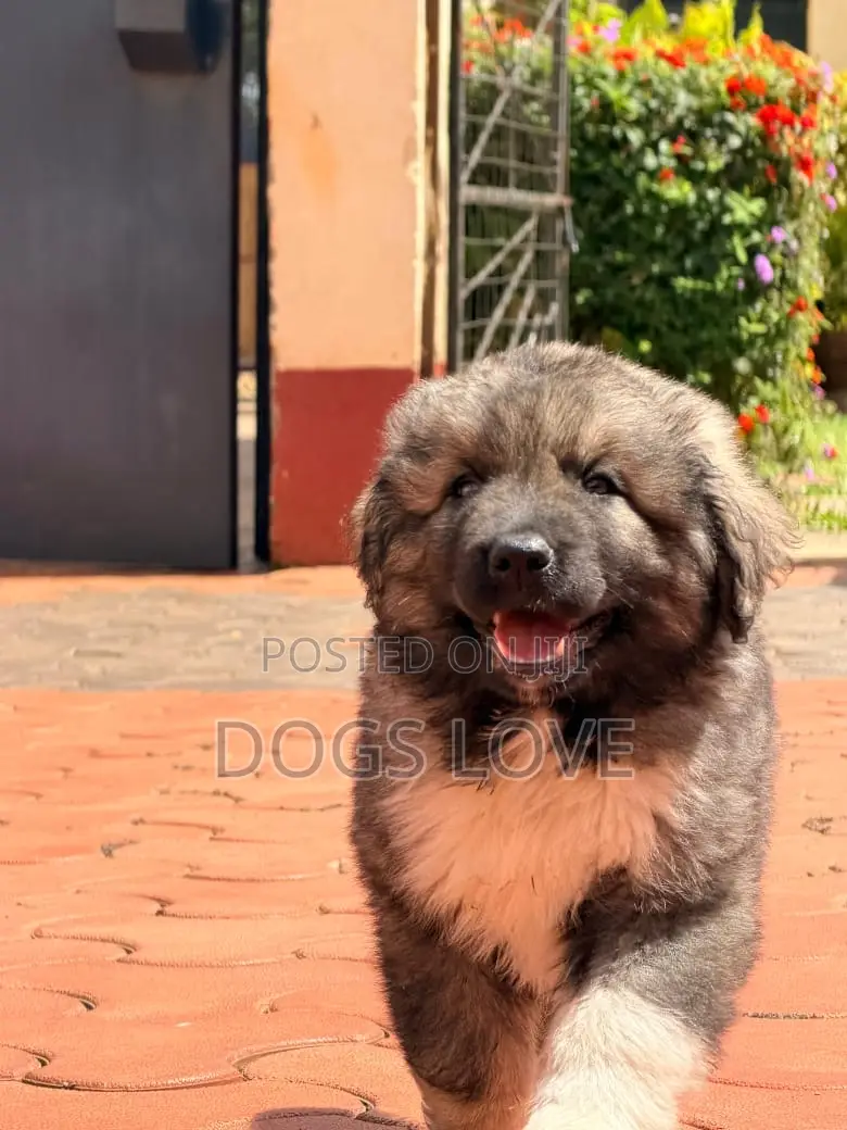 1-3 months Male Purebred Caucasian Shepherd