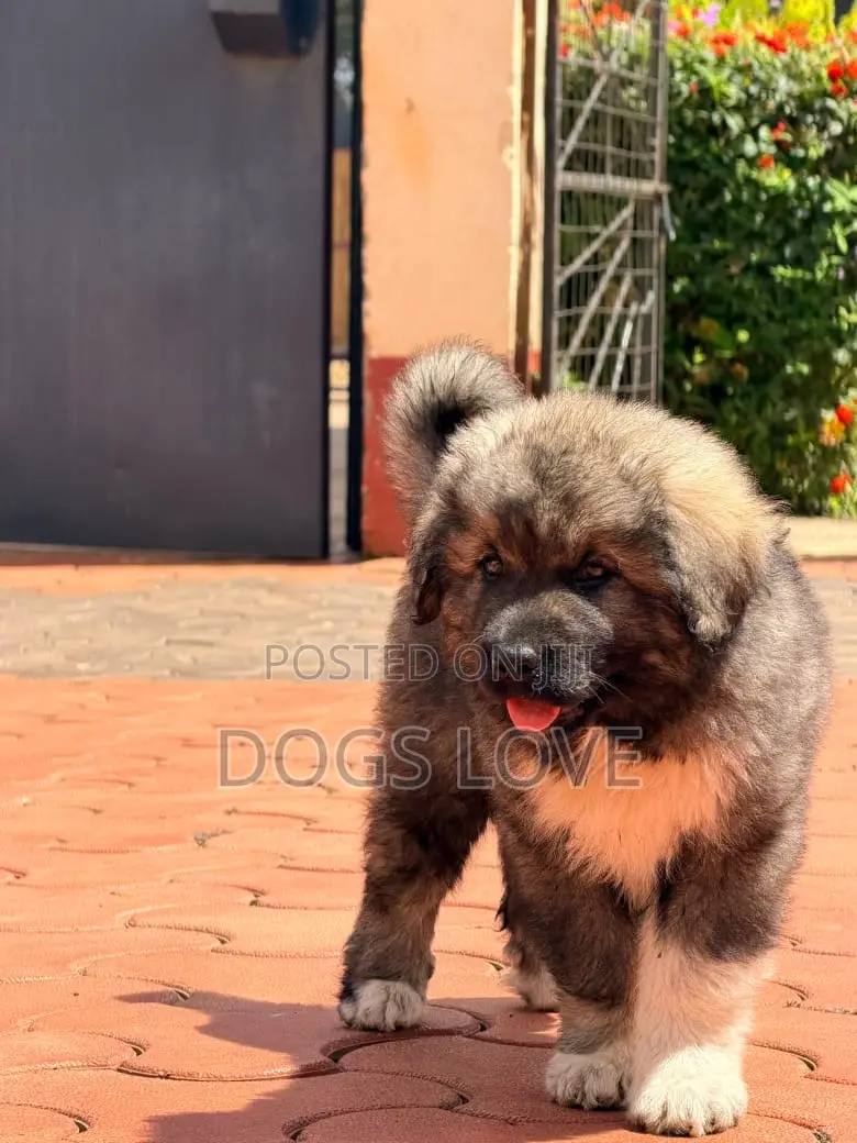 1-3 months Male Purebred Caucasian Shepherd