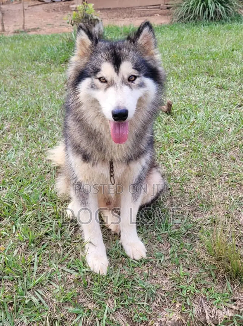 6-12 months Male Purebred Alaskan Malamute