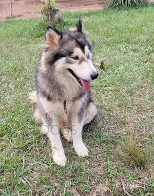 6-12 months Male Purebred Alaskan Malamute