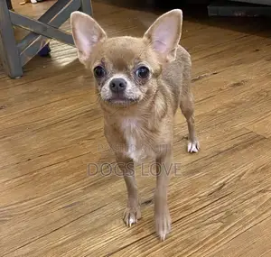 1-3 months Male Purebred Chihuahua