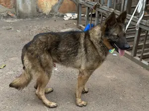 6-12 months Male Purebred German Shepherd