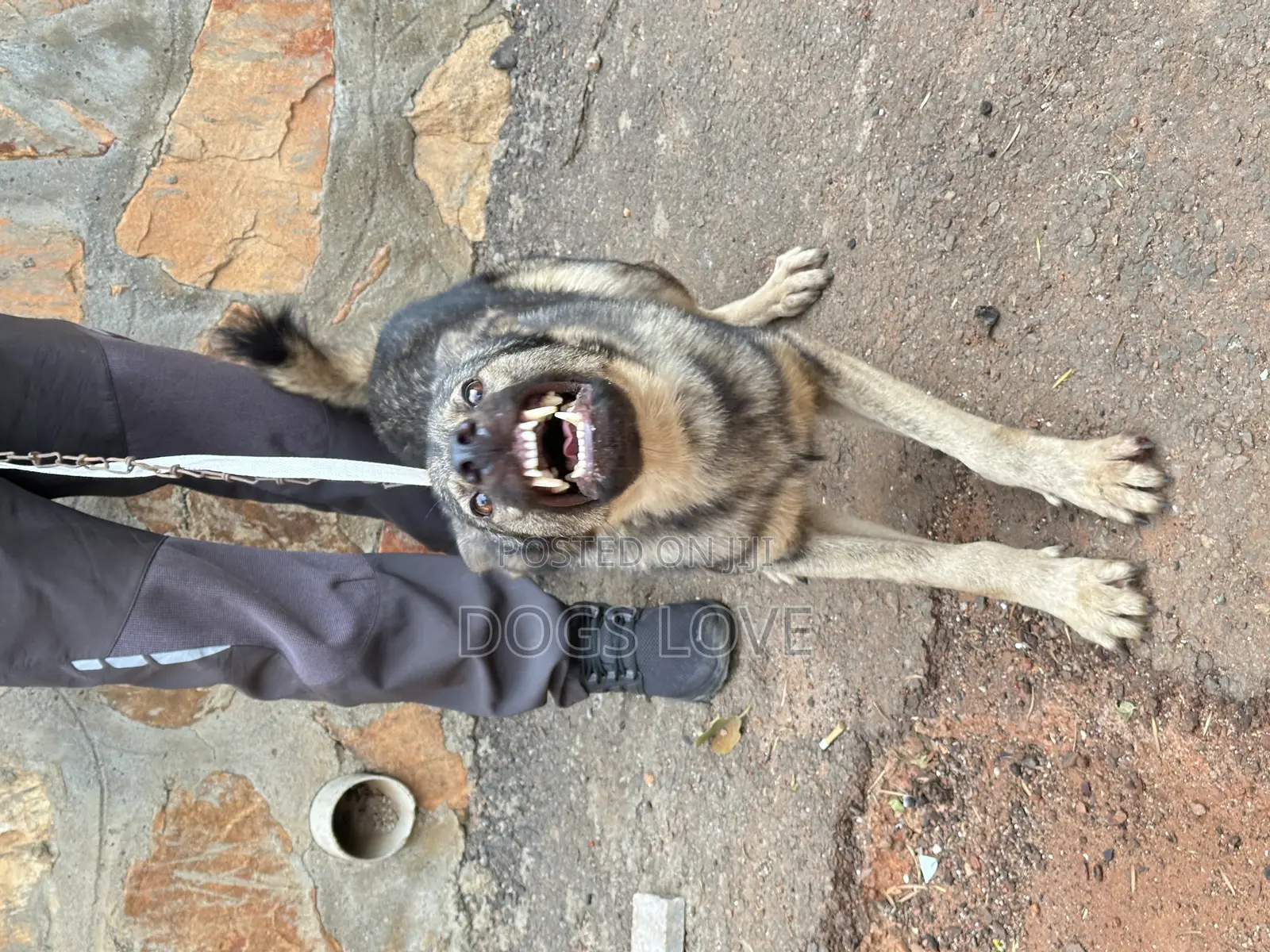 6-12 months Male Purebred German Shepherd