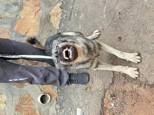 6-12 months Male Purebred German Shepherd