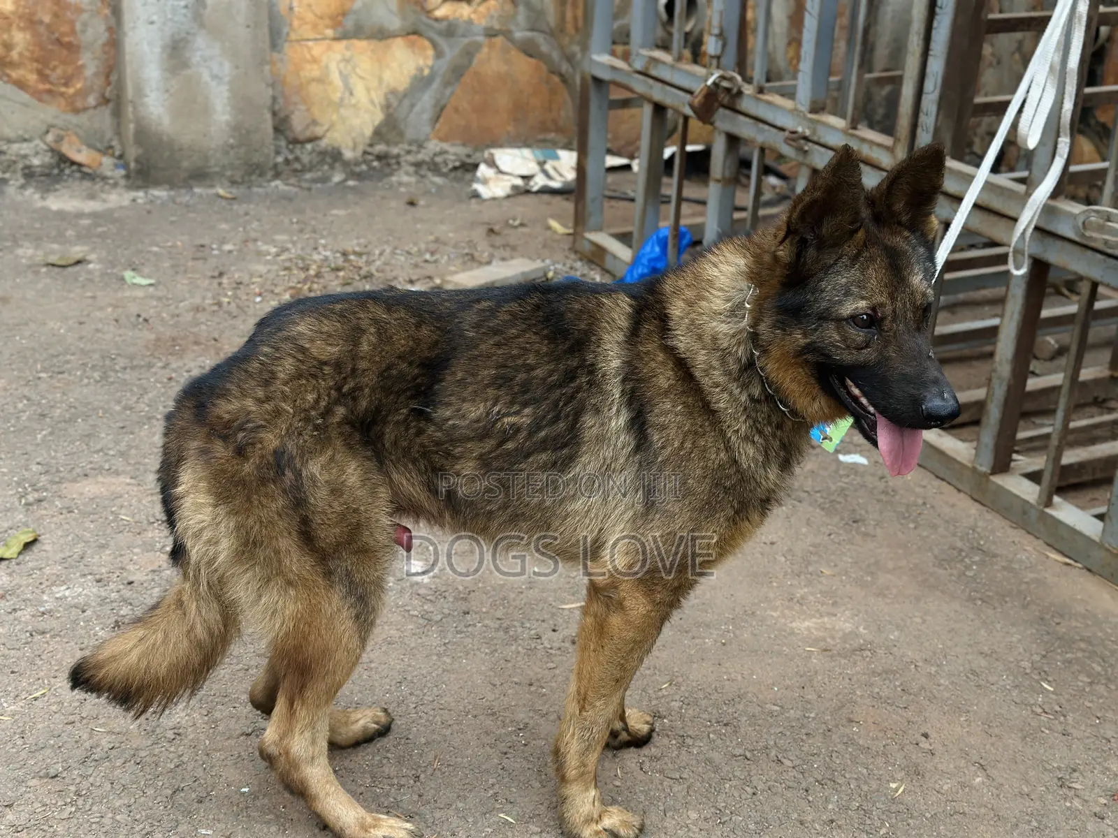 6-12 months Male Purebred German Shepherd