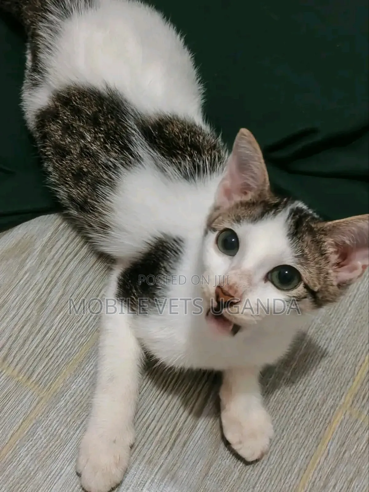 1-3 months Male Purebred Bengal