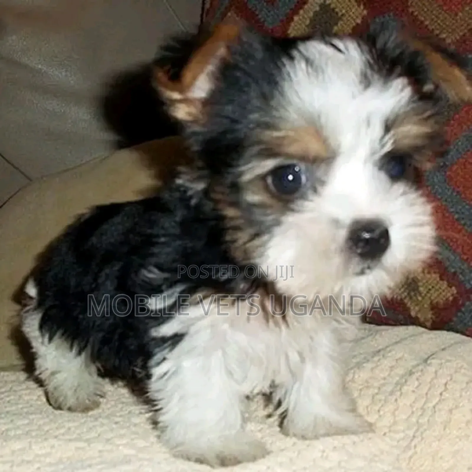 0-1 month Male Purebred Pocket Beagle