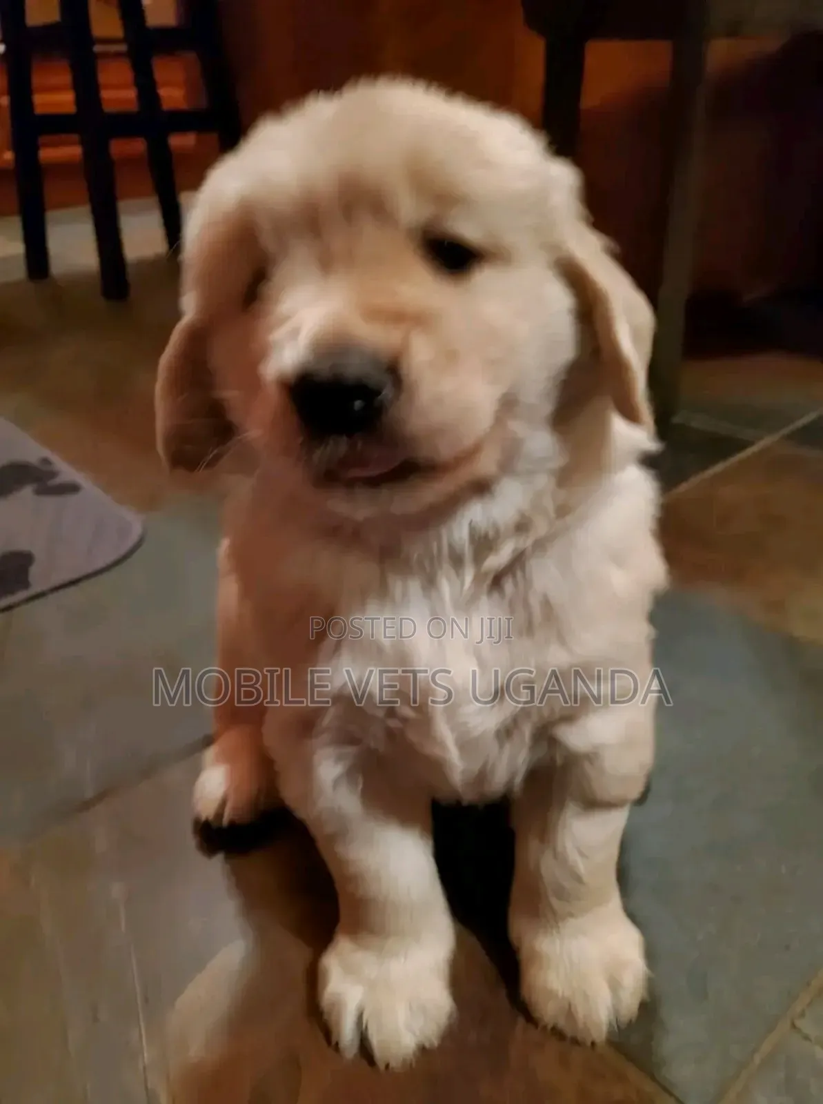 3-6 months Female Purebred Golden Retriever