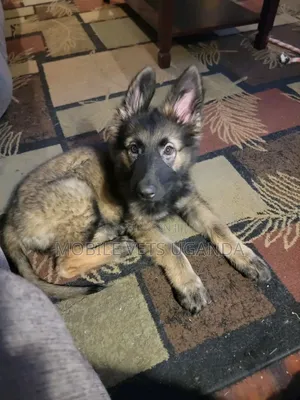 3-6 months Female Purebred German Shepherd