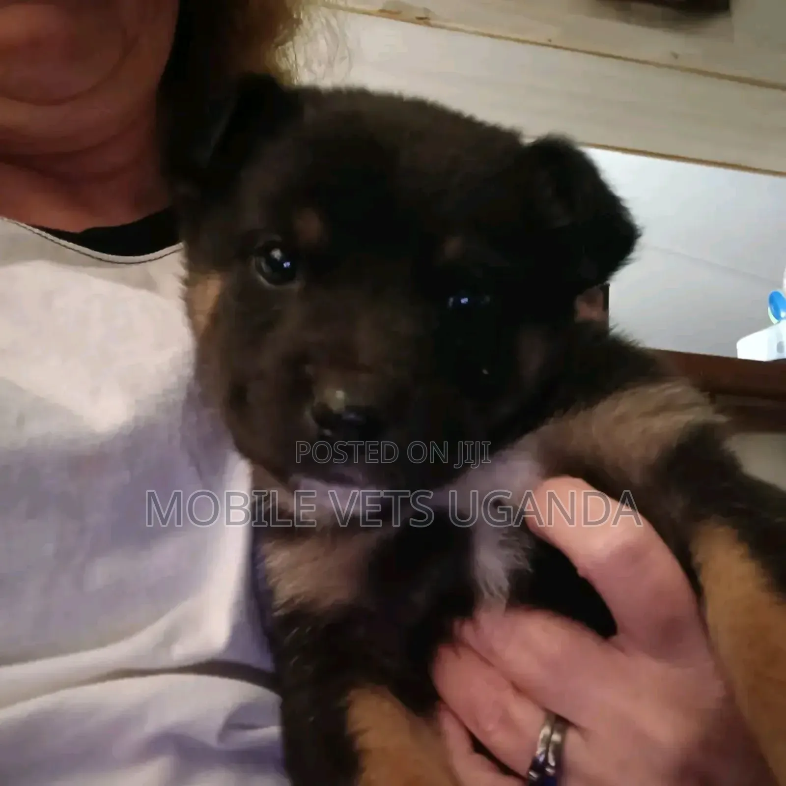 1-3 months Female Purebred German Shepherd