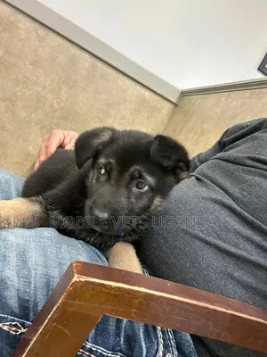 1-3 months Female Purebred German Shepherd