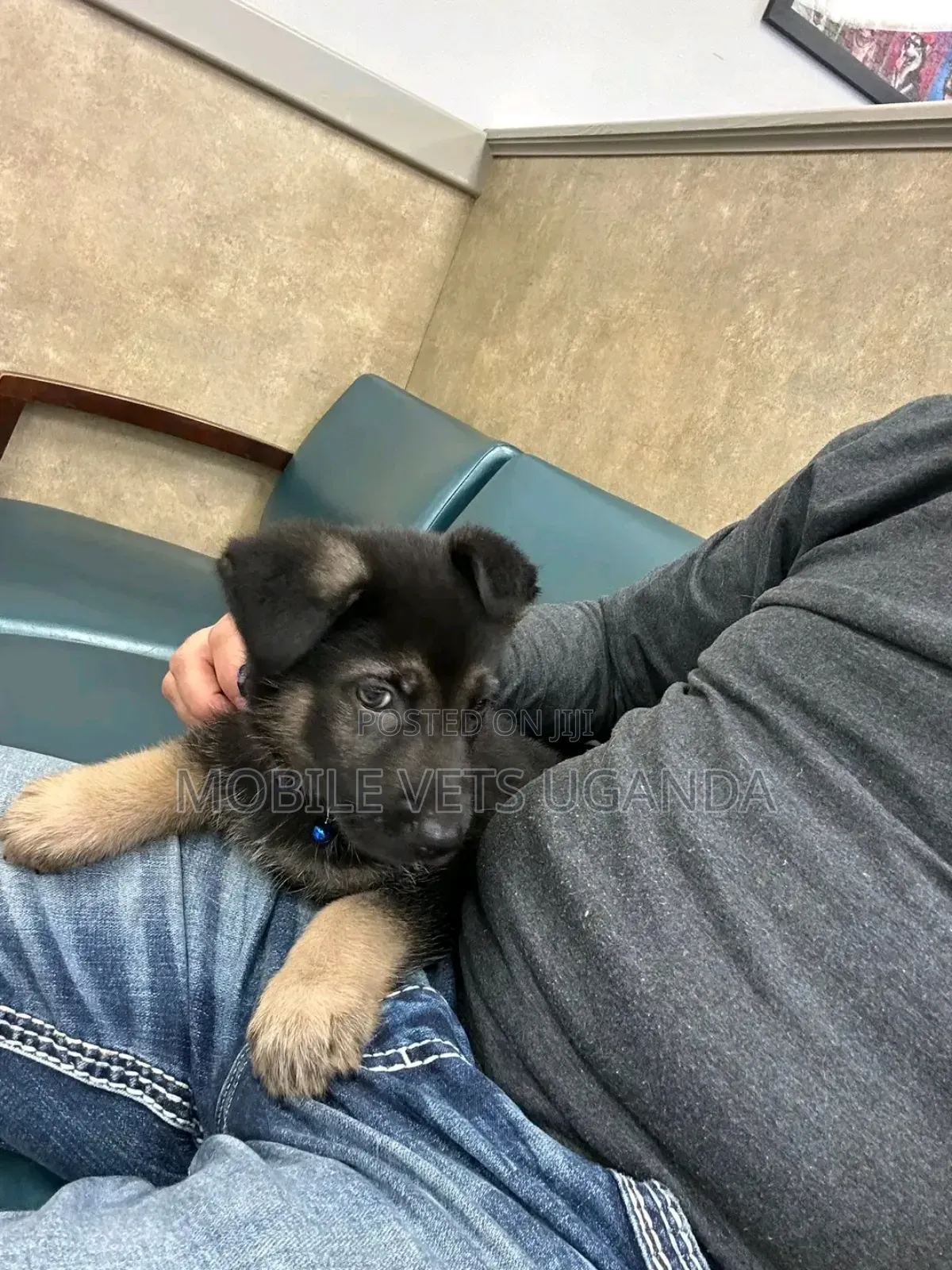 1-3 months Female Purebred German Shepherd