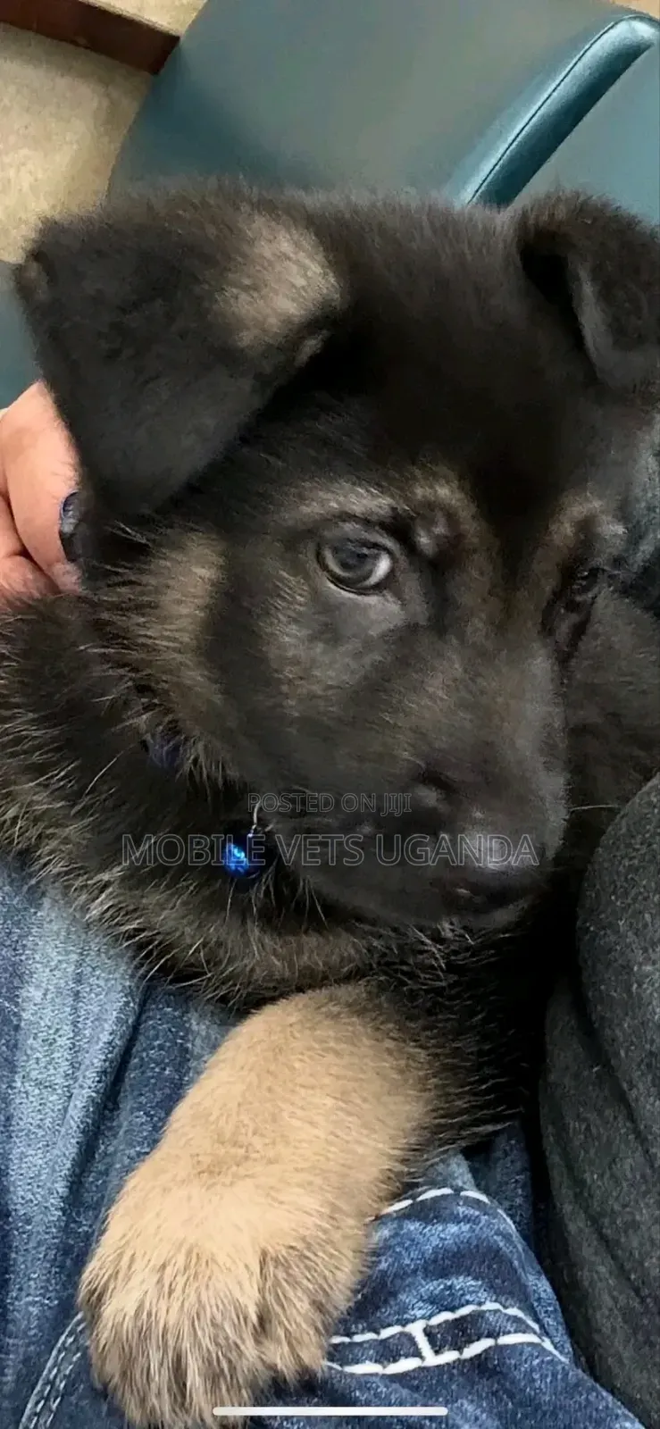 1-3 months Male Purebred German Shepherd