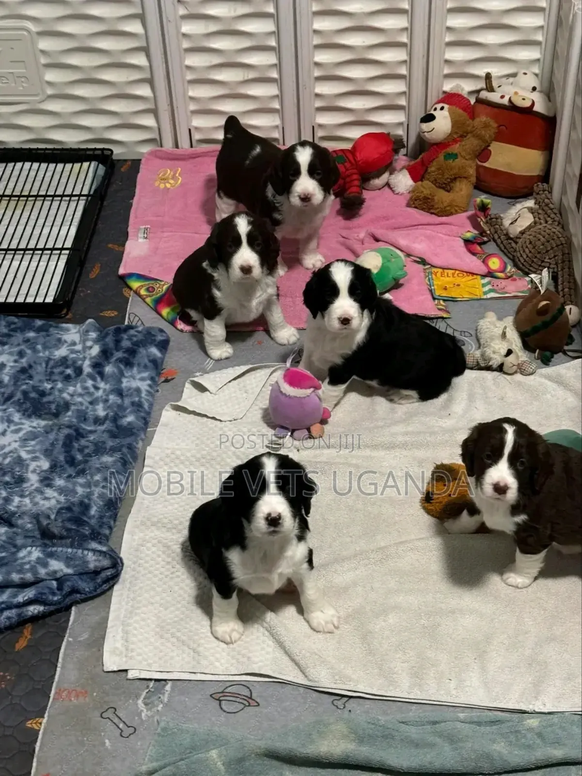 0-1 month Male Purebred Maltese