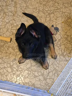 3-6 months Male Purebred German Shepherd