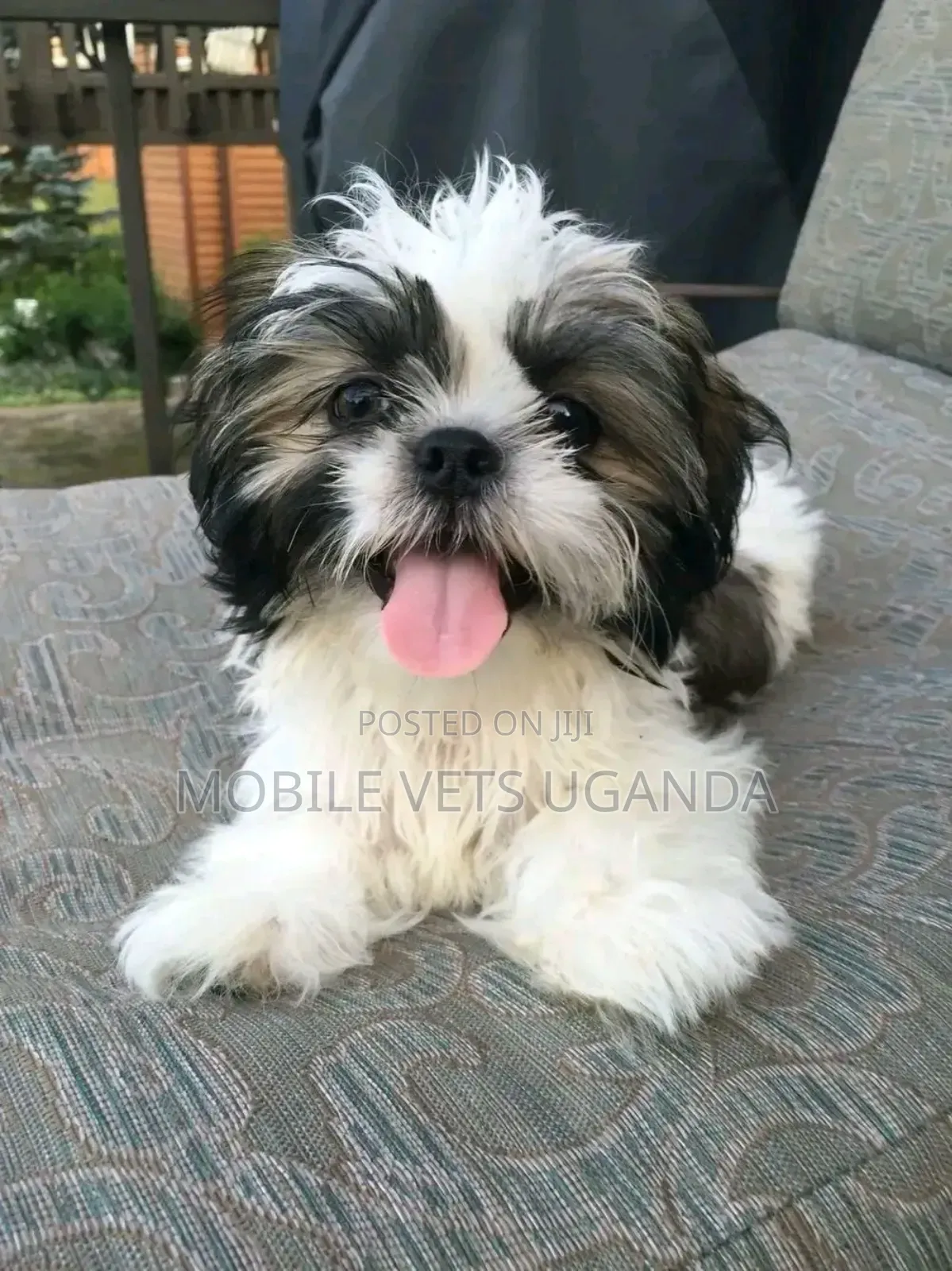 3-6 months Female Purebred Maltese