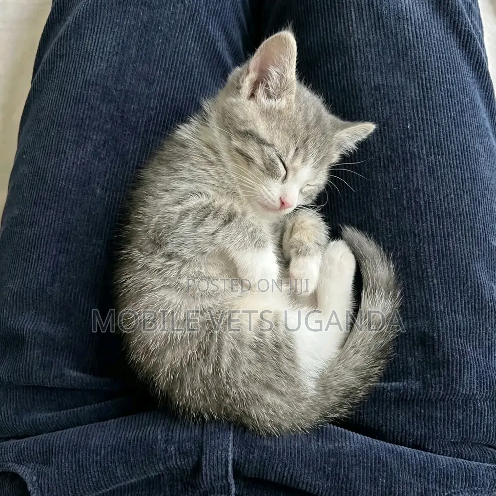1-3 months Female Purebred Bombay