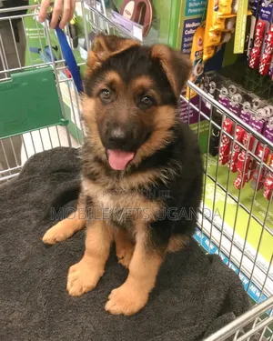 3-6 months Male Purebred German Shepherd