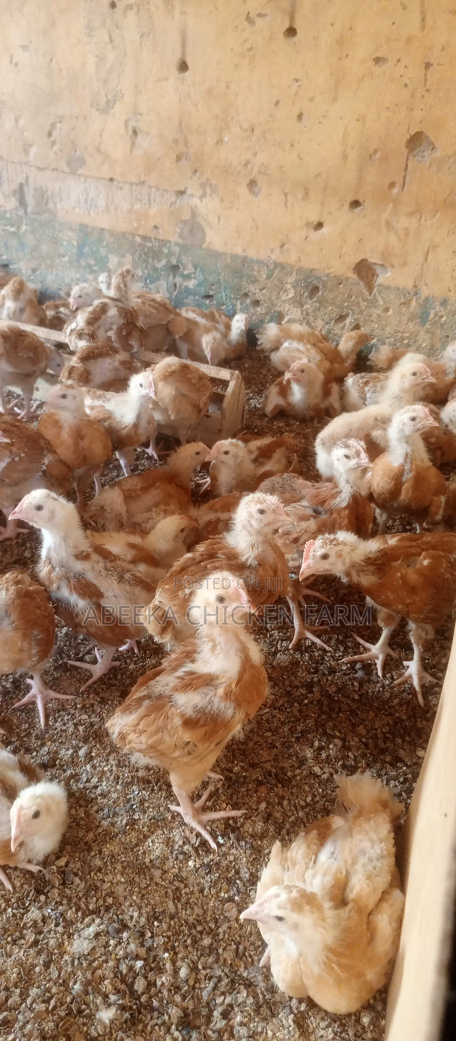 Sasso Birds at 9000ugsh(1 Month Old