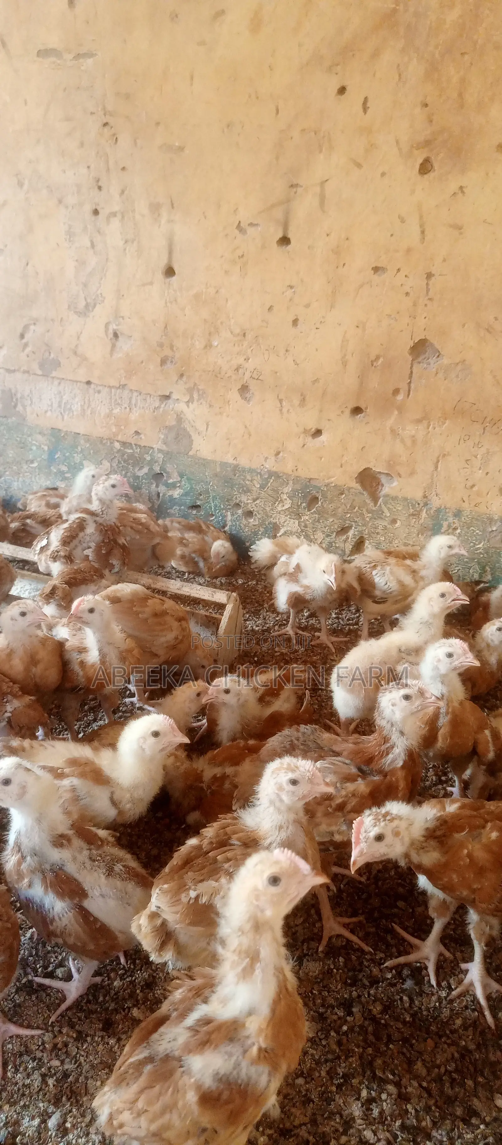 Sasso Birds at 9000ugsh(1 Month Old