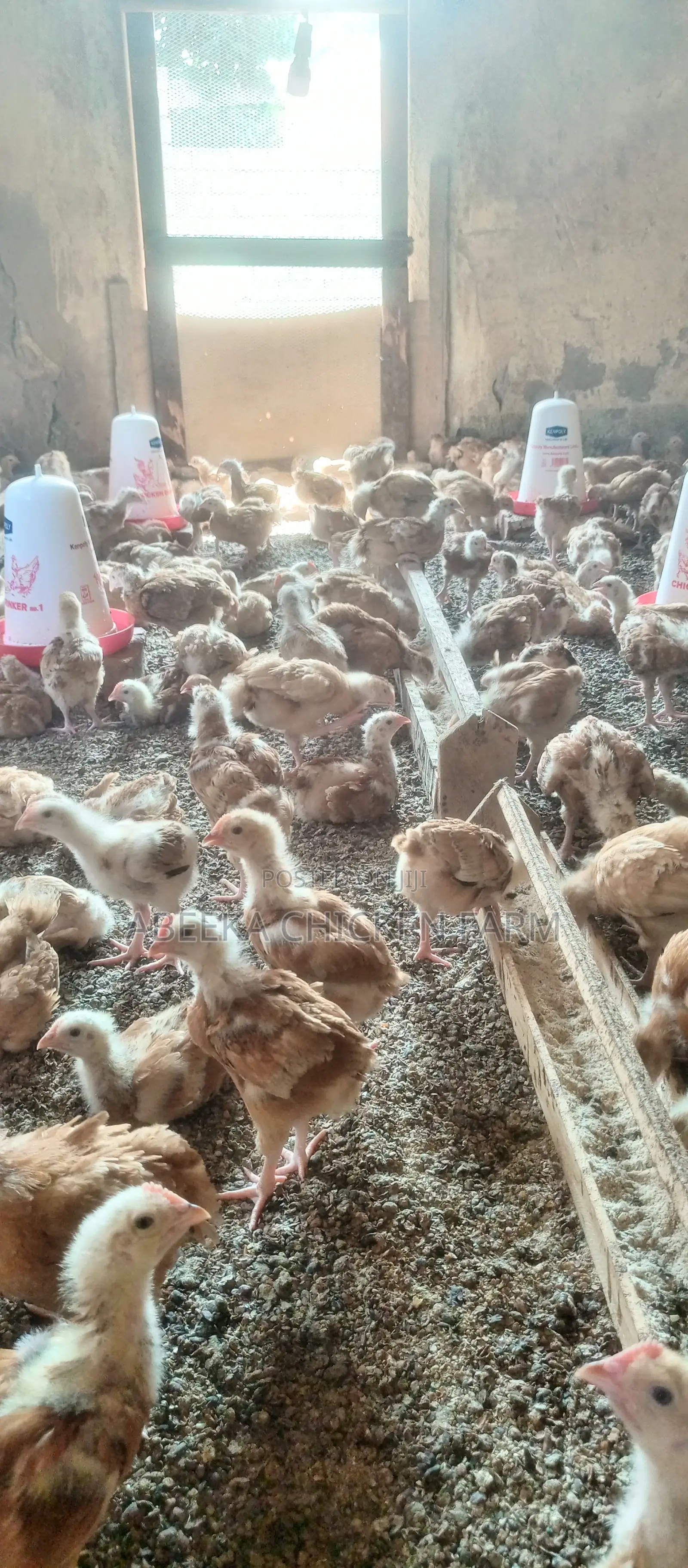 Sasso Birds at 9000ugsh(1 Month Old