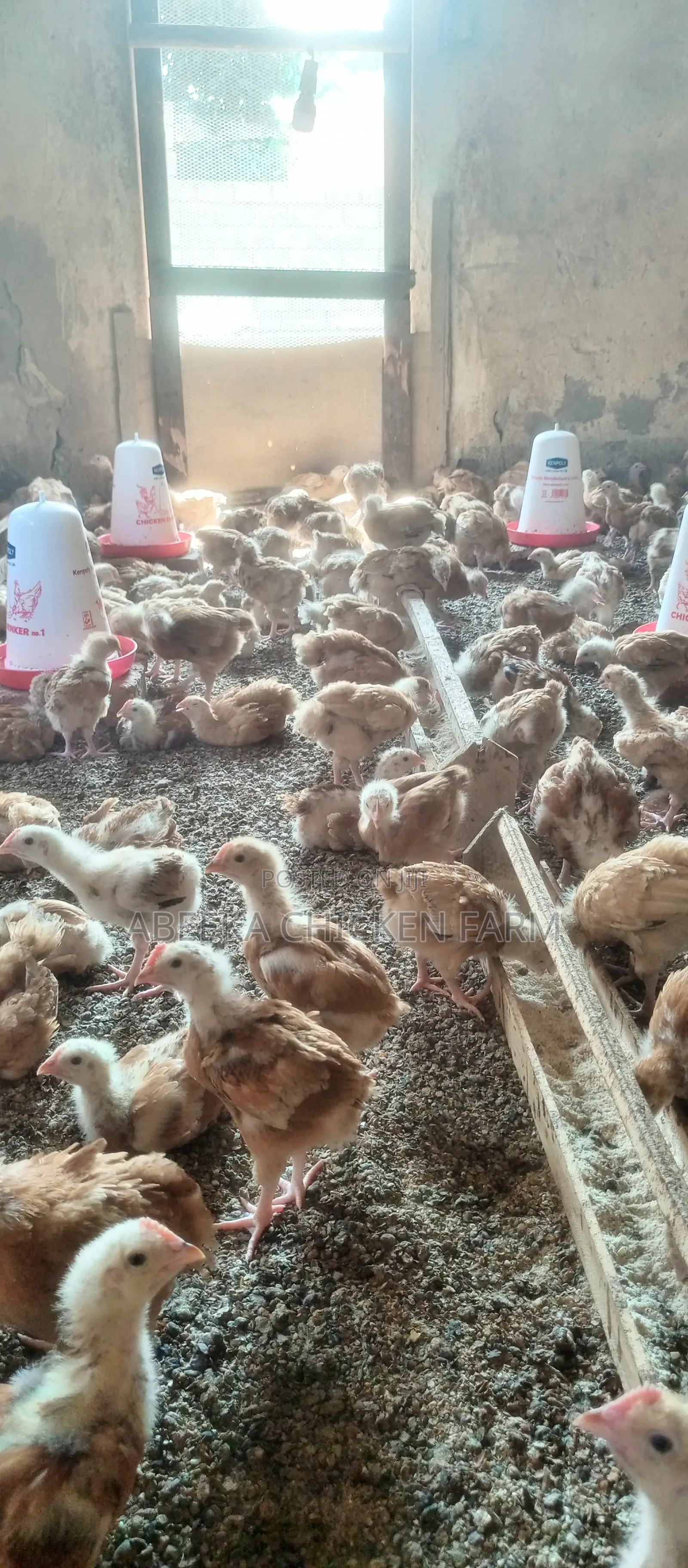 Sasso Birds at 9000ugsh(1 Month Old