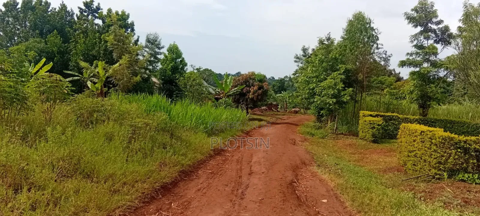 1 Acre Of Sugarcane-covered Land For Sale – Muguluka,Jinja District