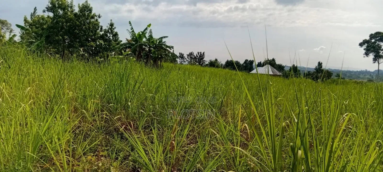 1 Acre Of Sugarcane-covered Land For Sale – Muguluka,Jinja District