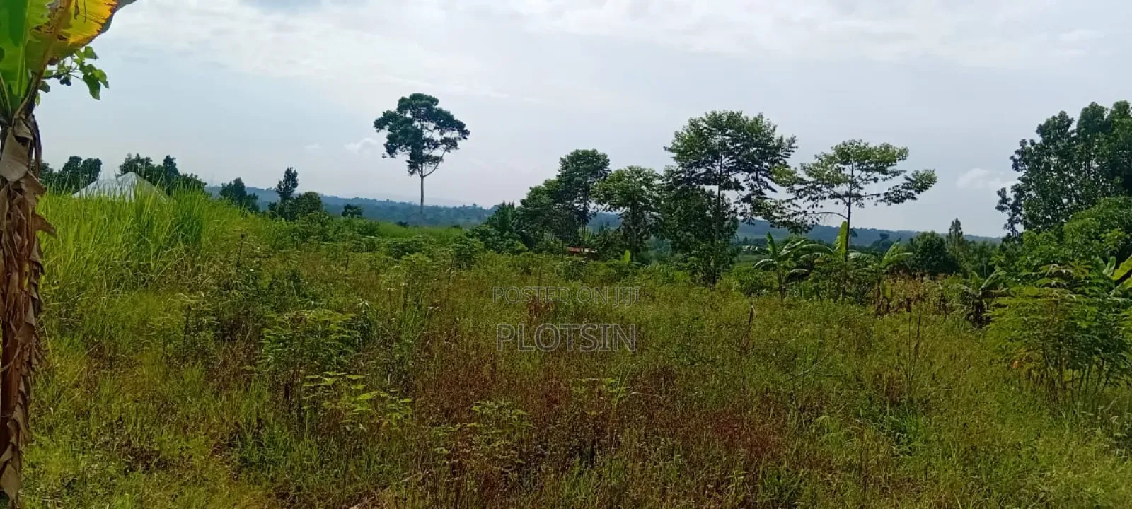 1 Acre Of Sugarcane-covered Land For Sale – Muguluka,Jinja District