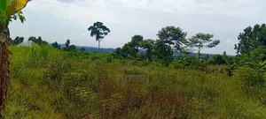 1 Acre Of Sugarcane-covered Land For Sale – Muguluka,Jinja District