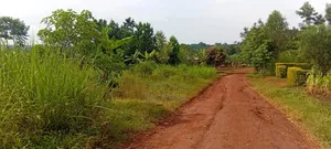 1 Acre Of Sugarcane-covered Land For Sale – Muguluka,Jinja District