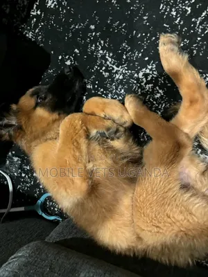 1-3 months Female Purebred German Shepherd