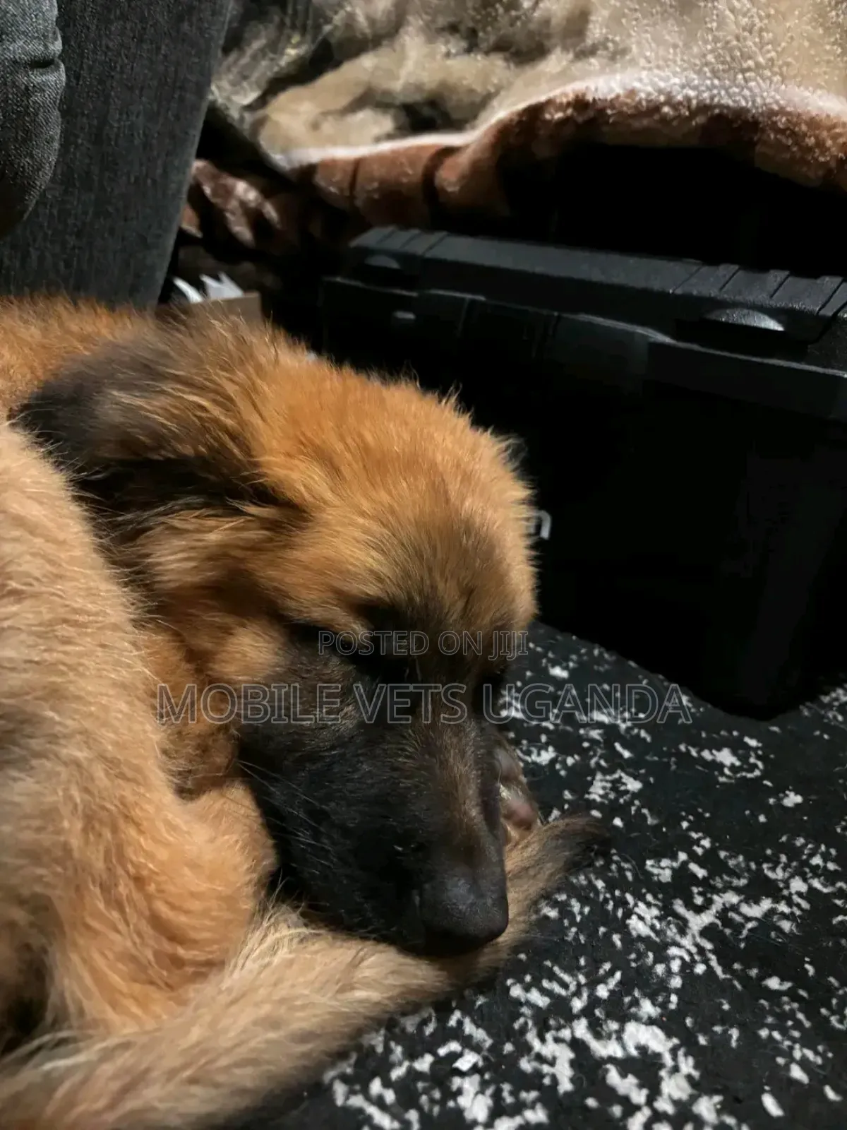 3-6 months Male Purebred German Shepherd