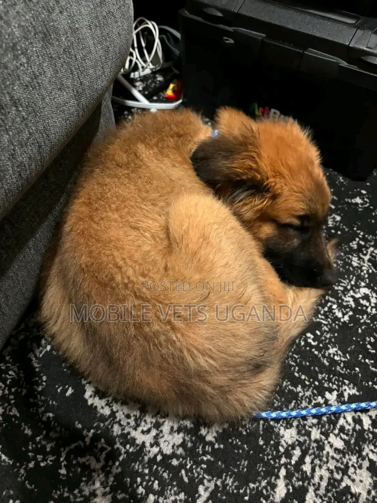 3-6 months Male Purebred German Shepherd