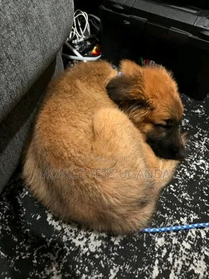 3-6 months Male Purebred German Shepherd