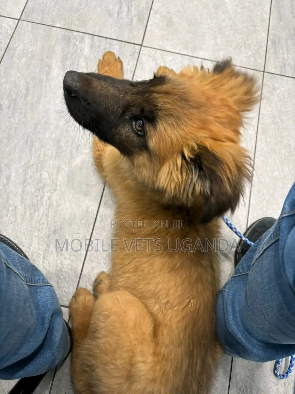 3-6 months Female Purebred German Shepherd