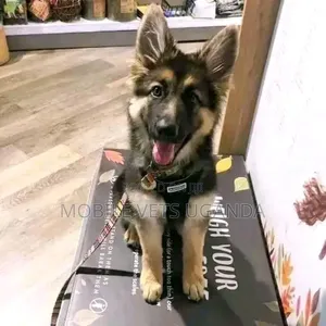1-3 months Male Purebred German Shepherd