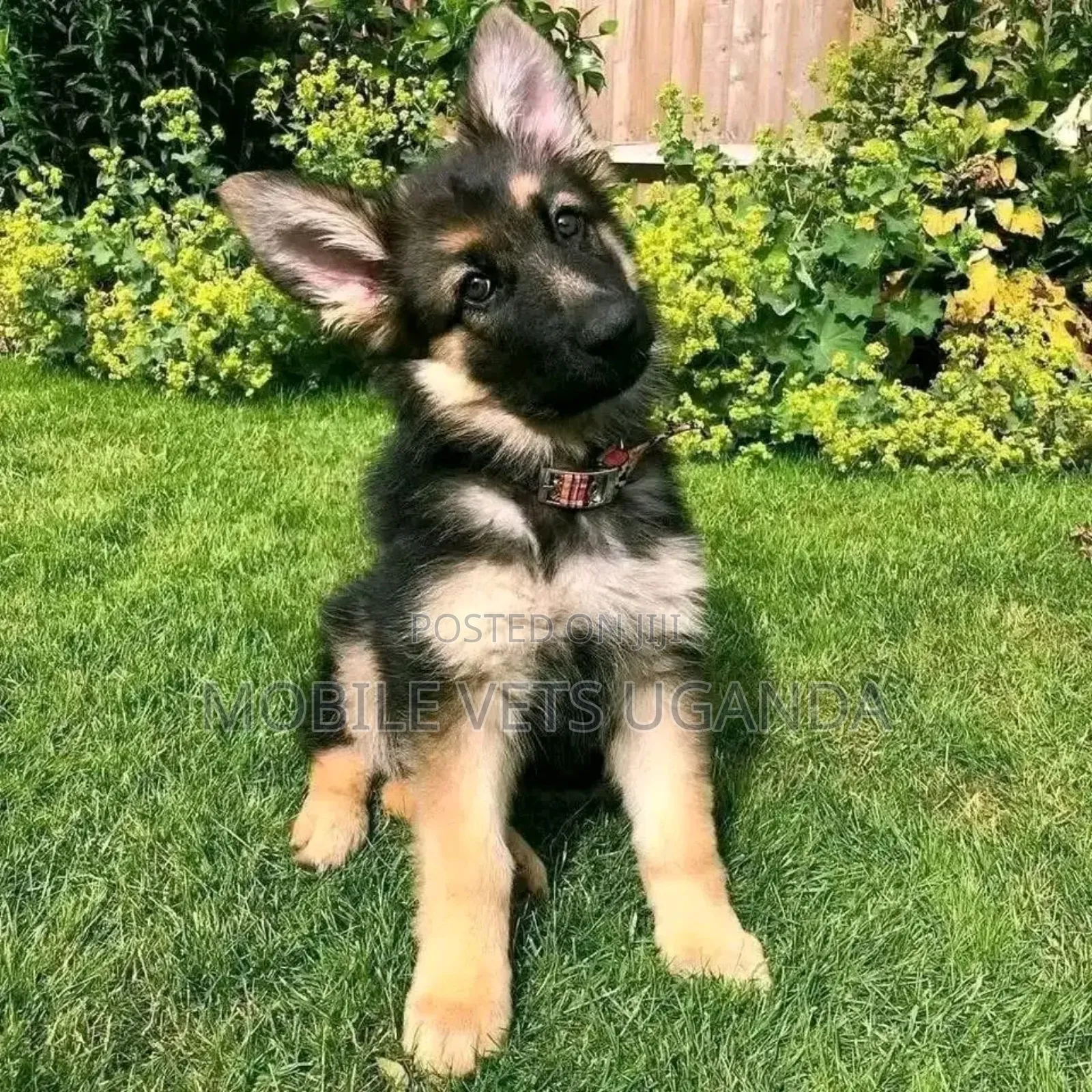 1-3 months Female Purebred German Shepherd