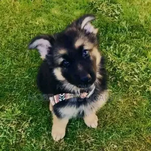 1-3 months Female Purebred German Shepherd