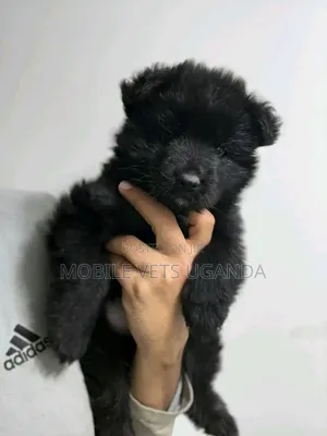 3-6 months Male Purebred German Shepherd