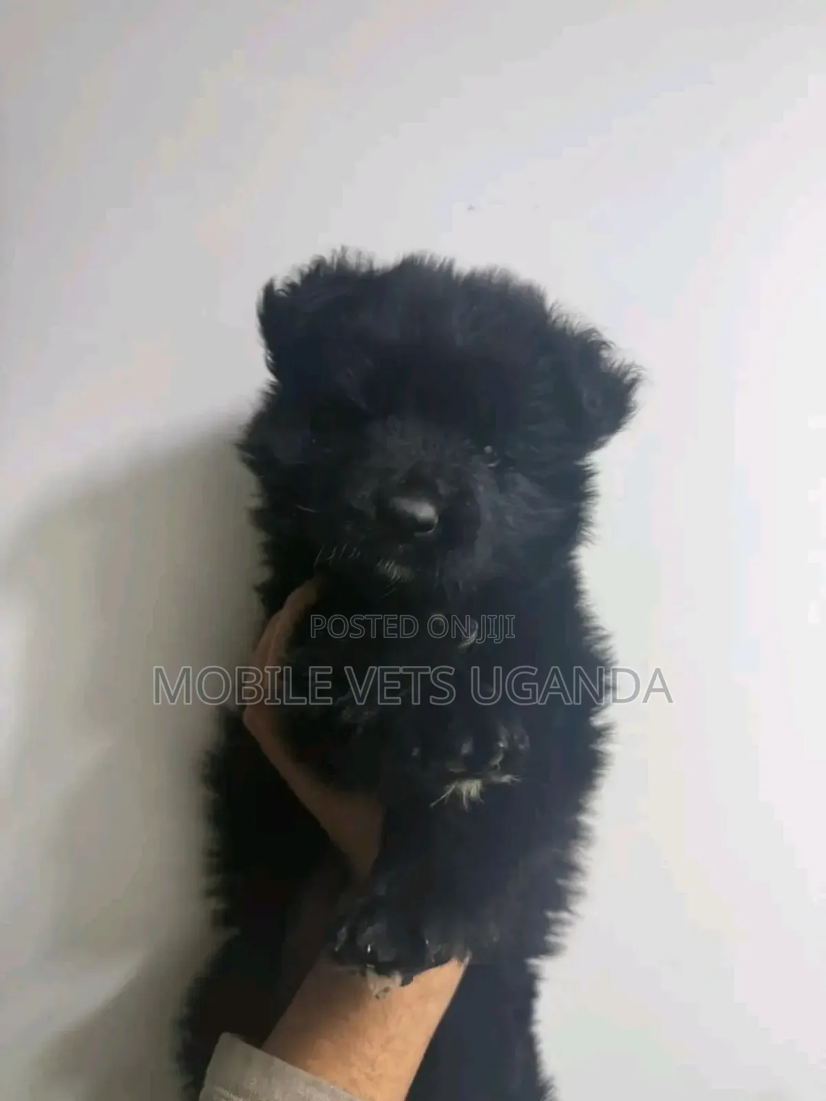 1-3 months Female Purebred German Shepherd