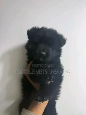 1-3 months Female Purebred German Shepherd
