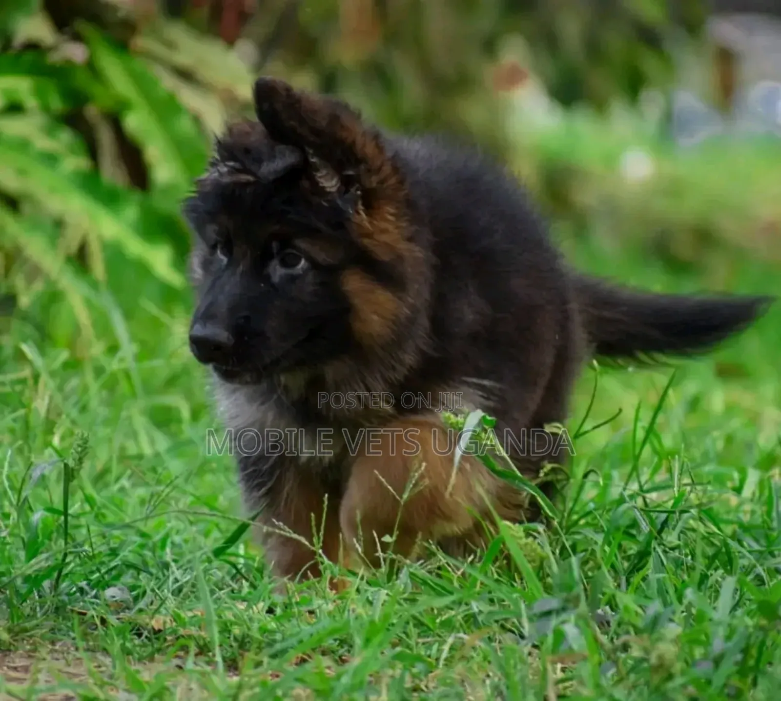 0-1 month Male Purebred German Shepherd