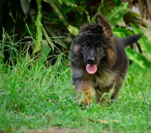 3-6 months Male Purebred German Shepherd