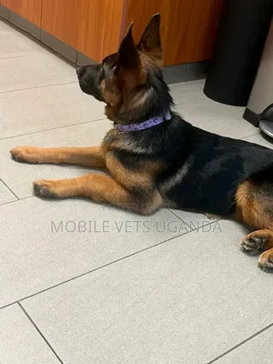 1-3 months Male Purebred German Shepherd