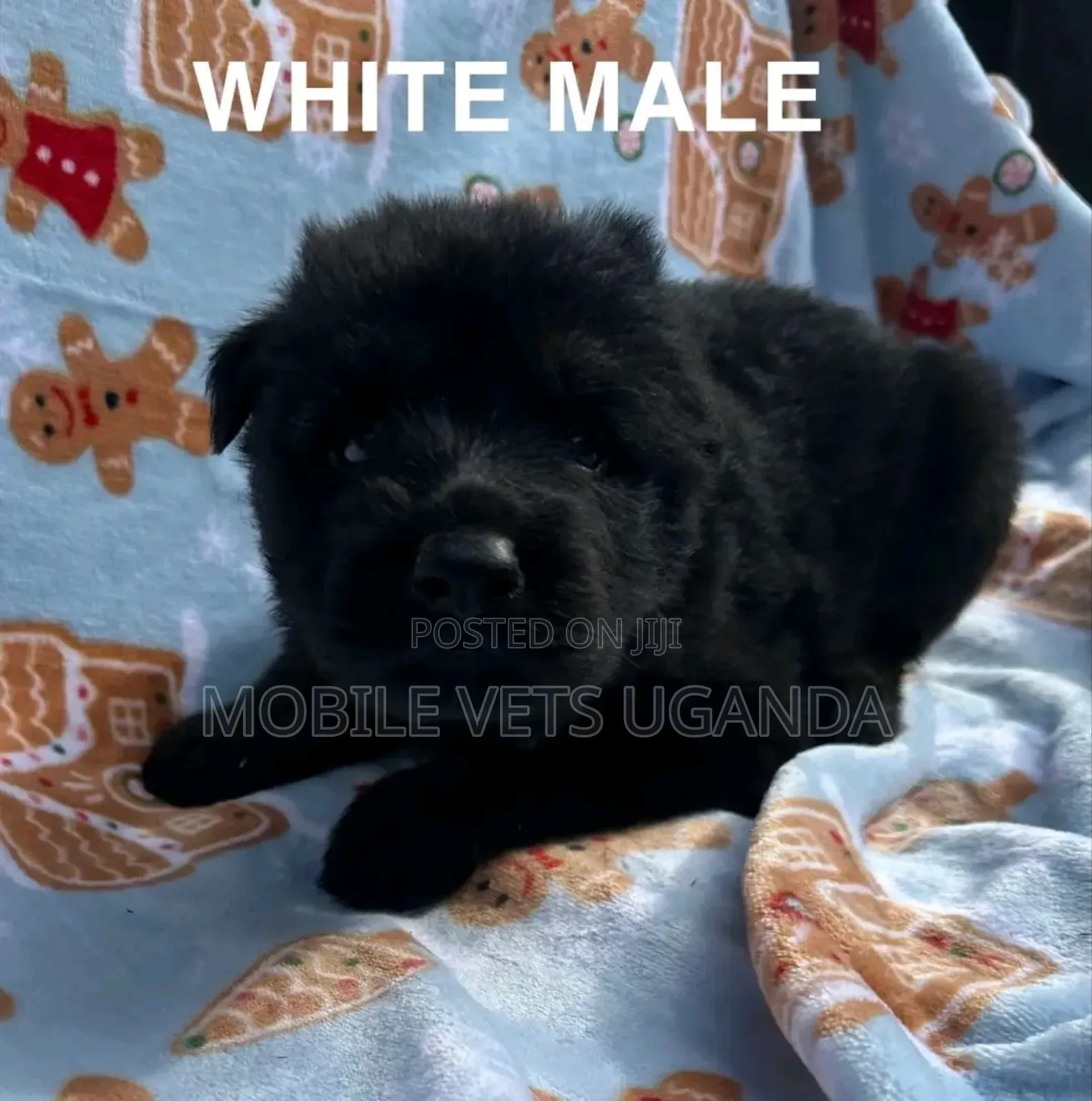 0-1 month Male Purebred German Shepherd