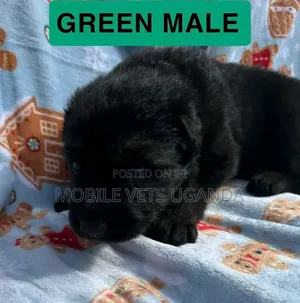 1-3 months Male Purebred German Shepherd